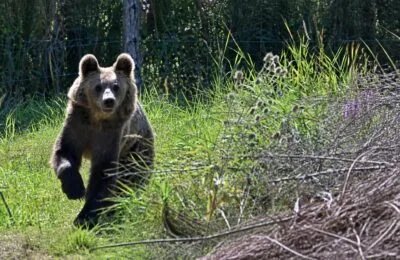 Turiștii au filmat patru urși pe un traseu din Munții Tatra. Un pui s-a oprit și i-a privit